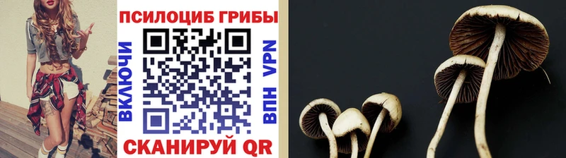 купить закладку  Перевоз  Псилоцибиновые грибы Cubensis 